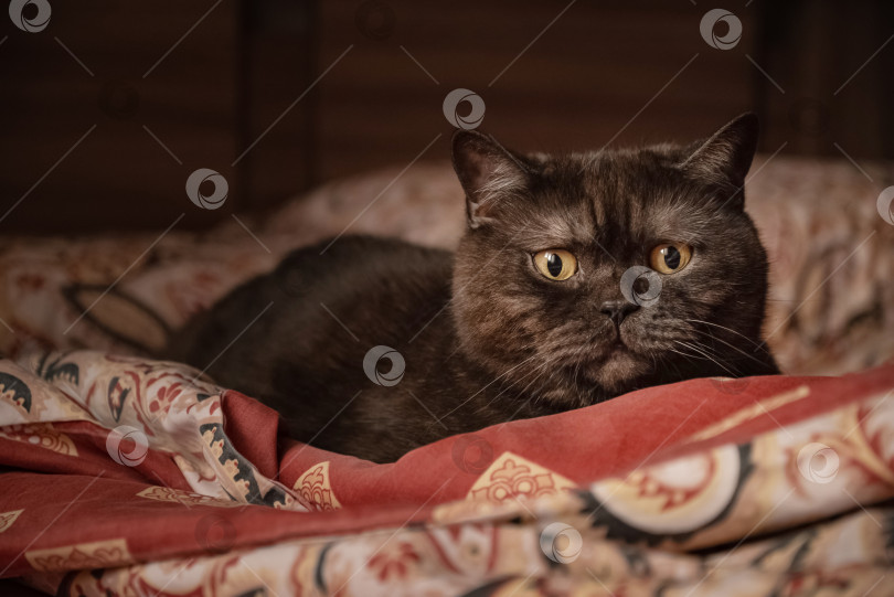 Скачать Милый кот с забавной мордочкой лежит на кровати фотосток Ozero