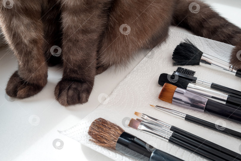 Скачать Набор вымытых и очищенных кисточек для макияжа фотосток Ozero