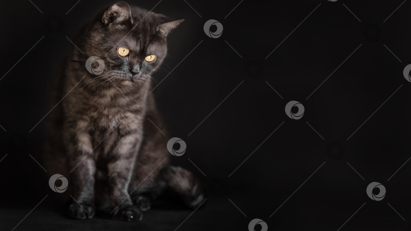 Скачать Черная полосатая шотландская прямоухая кошка с желтыми глазами на черном фоне фотосток Ozero