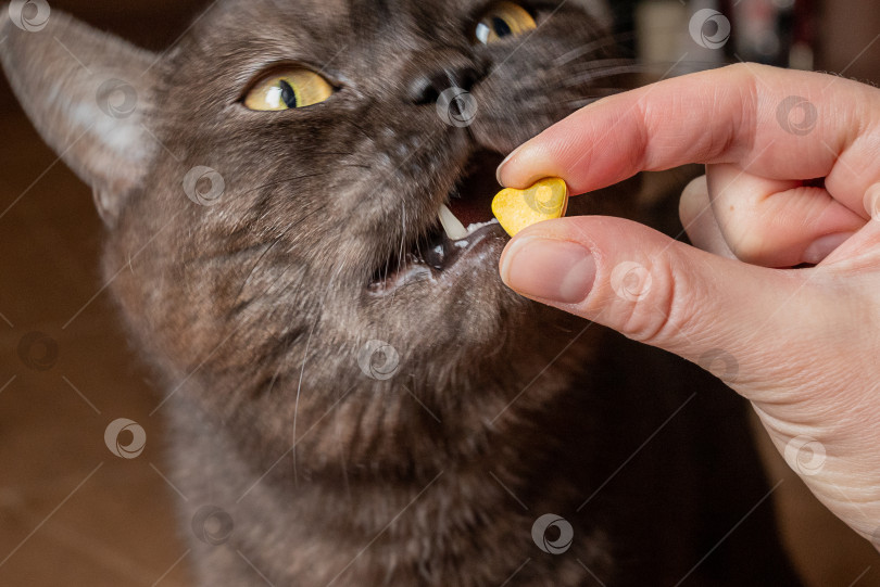 Скачать Человек угощает свою кошку витаминной таблеткой фотосток Ozero