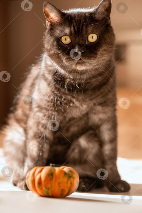 Скачать Забавный черный полосатый кот играет с маленькой оранжевой тыквой фотосток Ozero