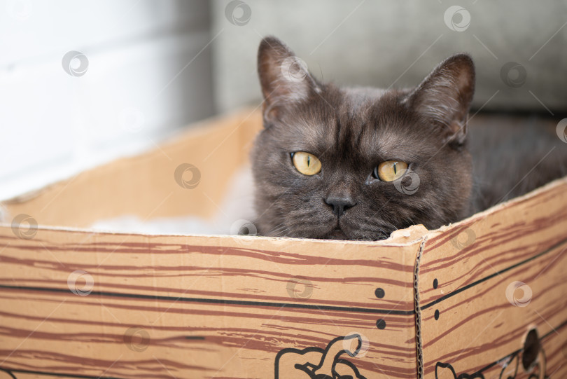 Скачать Симпатичный серый полосатый кот прячется в картонной коробке фотосток Ozero
