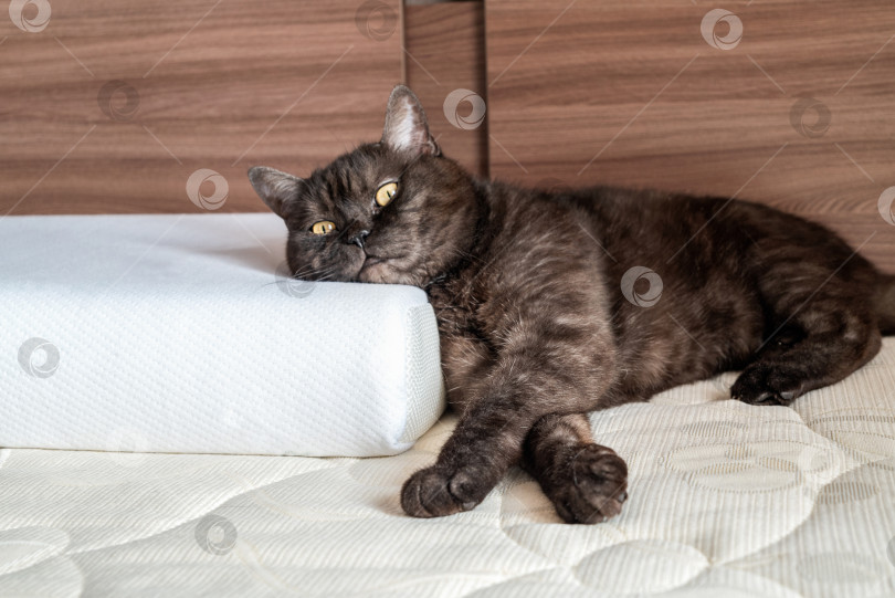 Скачать Милый кот лежит на кровати, положив голову на ортопедическую подушку фотосток Ozero