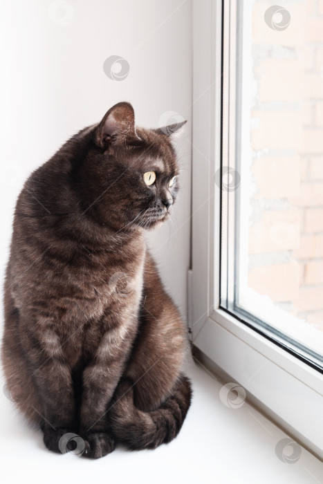 Скачать Симпатичный серый кот сидит на подоконнике и смотрит в окно фотосток Ozero