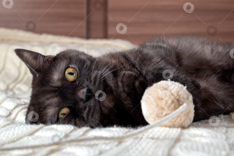 Скачать Симпатичная черная полосатая кошка расслабляется на кровати, устав после игры с игрушкой фотосток Ozero
