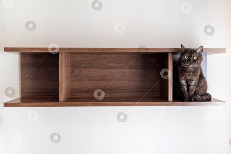 Скачать Симпатичный кот сидит на пустой деревянной книжной полке. Пустое место для текста или объекта фотосток Ozero