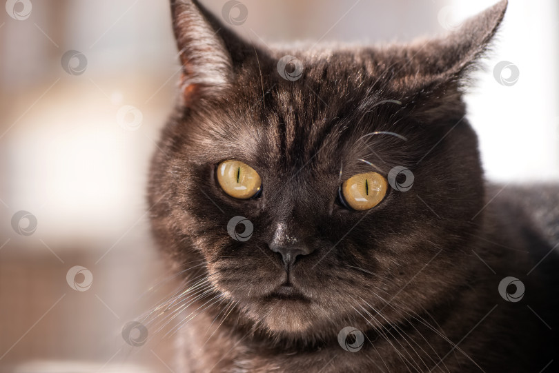 Скачать Крупным планом мордочка милой черной кошки с желтыми глазами фотосток Ozero