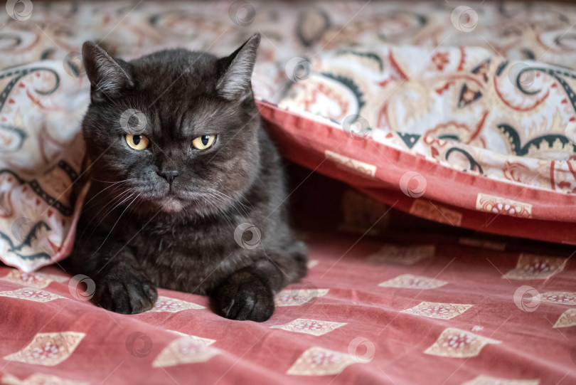 Скачать Милый кот прячется под одеялом на кровати в спальне фотосток Ozero