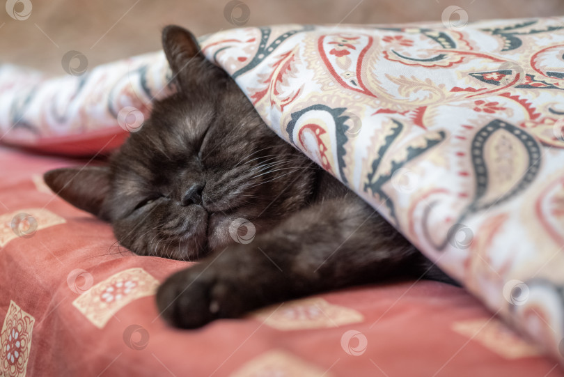 Скачать Милый кот спит в постели, укрытый теплым одеялом фотосток Ozero