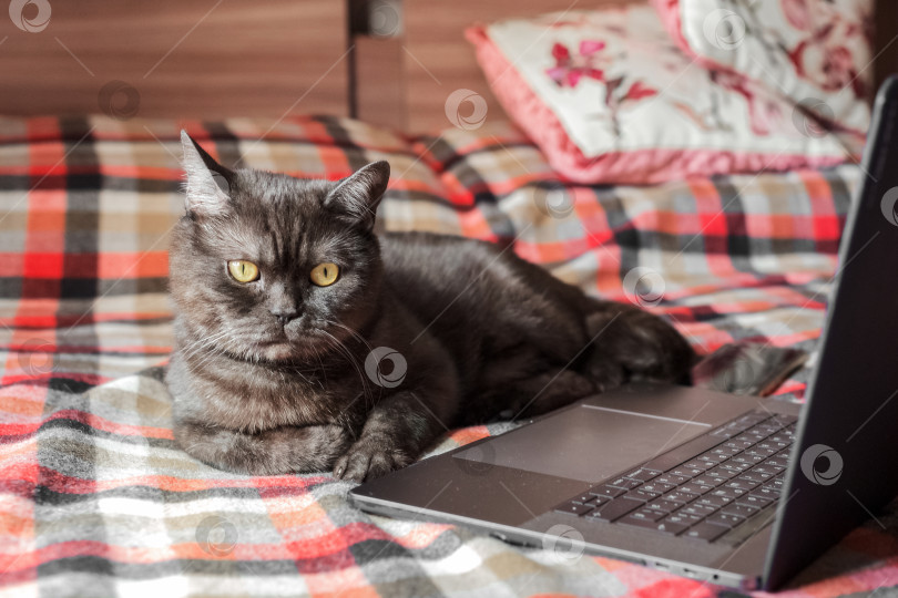 Скачать Забавный кот делает вид, что пользуется ноутбуком фотосток Ozero