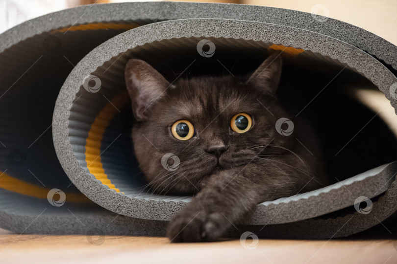 Скачать Забавный кот спрятался в скрученном коврике для йоги фотосток Ozero