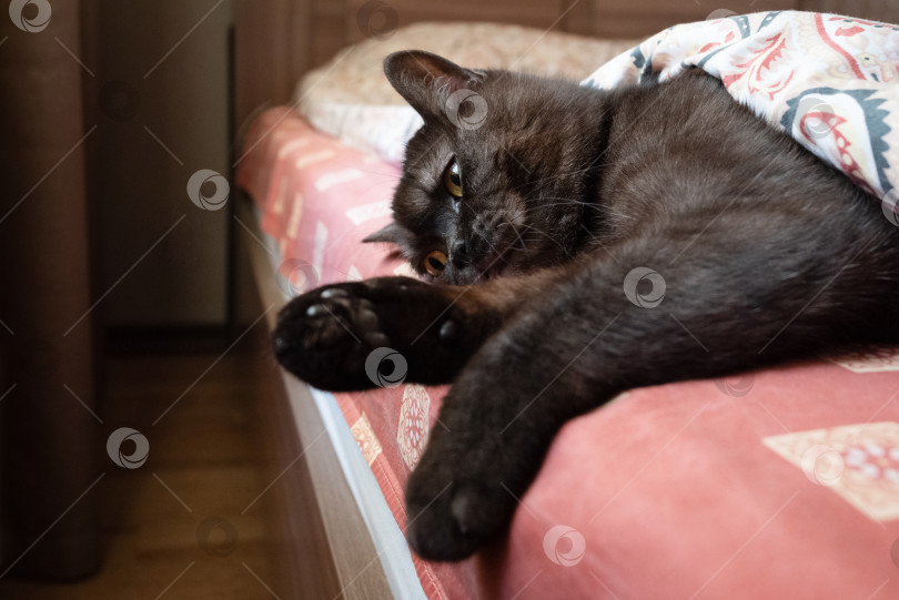 Скачать Грустный кот лежит на кровати под одеялом фотосток Ozero