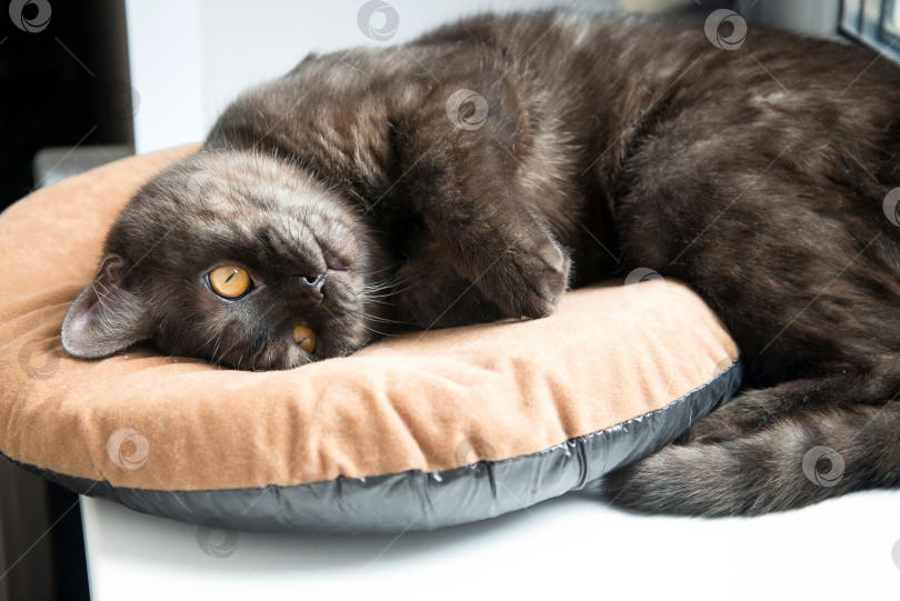 Скачать Кошка лежит на подушке на подоконнике фотосток Ozero