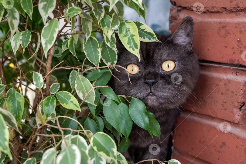 Скачать Забавный серый шотландский страйт-кот прячется за большим зеленым фикусом фотосток Ozero