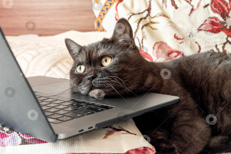 Скачать Милый кот делает вид, что работает на ноутбуке фотосток Ozero