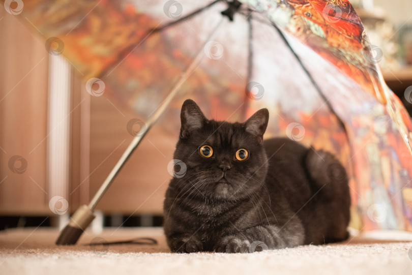 Скачать Забавный серый кот с большими желтыми глазами сидит под зонтиком фотосток Ozero