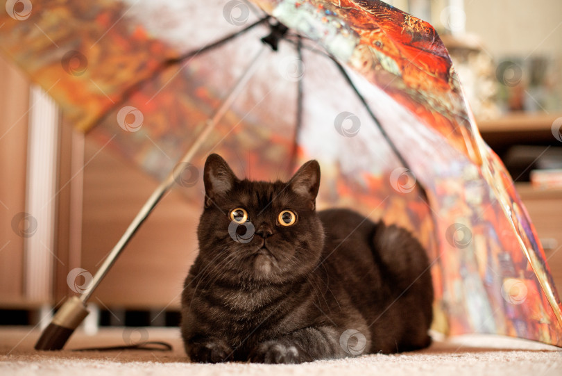 Скачать Забавный серый кот с большими желтыми глазами сидит под зонтиком фотосток Ozero