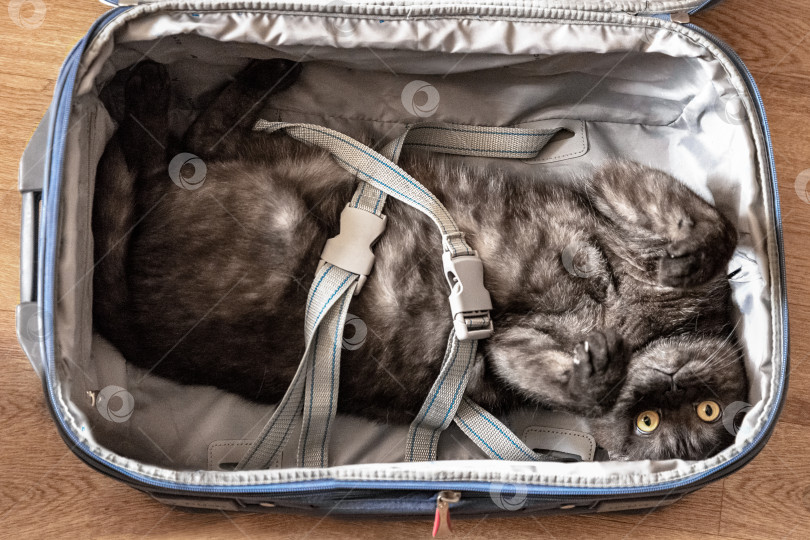 Скачать Симпатичный кот, пристегнутый ремнями к чемодану. Концепция путешествий и отдыха фотосток Ozero