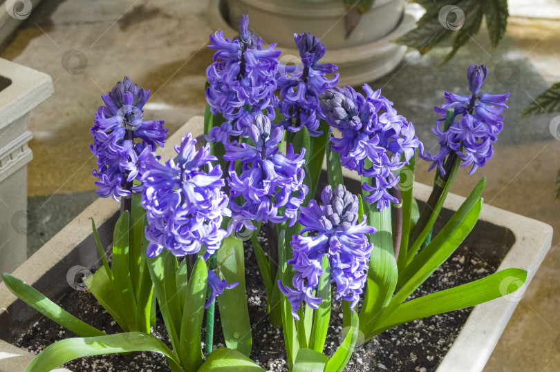 Скачать Темно-синий гиацинт (Hyacinthus orientalis). фотосток Ozero