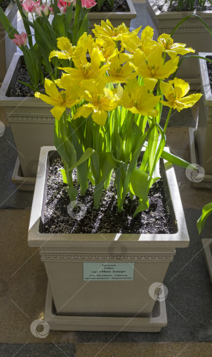 Скачать Ярко-желтые тюльпаны сорта "Мон Амур". фотосток Ozero
