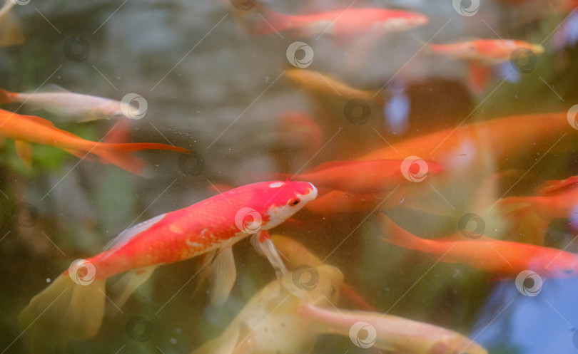 Скачать Фотография красивой рыбы кои в пруду фотосток Ozero