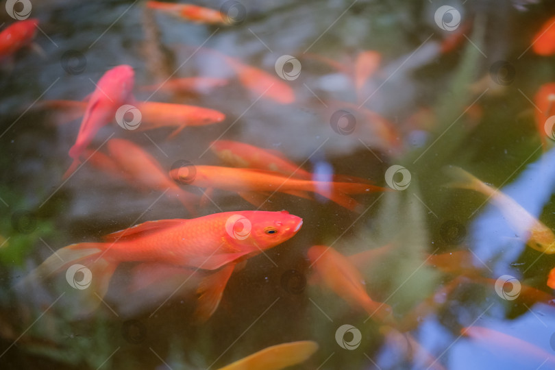 Скачать Фотография красивой рыбы кои в пруду фотосток Ozero