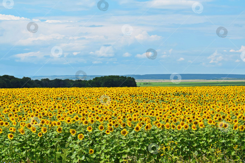 Скачать Поле подсолнухов. Красивый летний пейзаж. фотосток Ozero