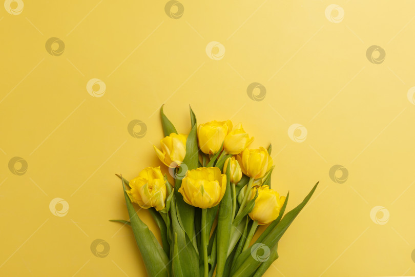 Скачать Желтые тюльпаны на желтом фоне фотосток Ozero