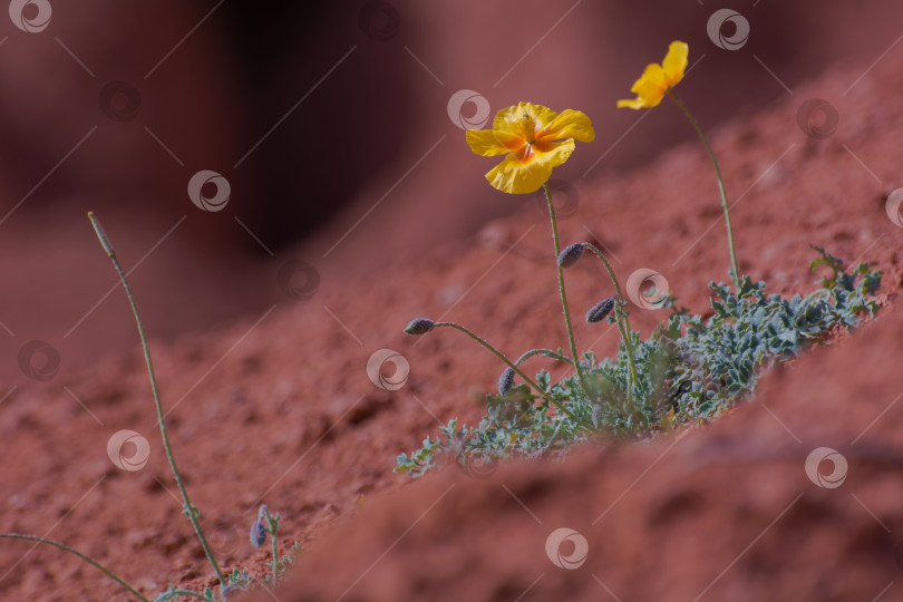 Скачать цветы, растущие на песчаной почве, горный мак. фотосток Ozero