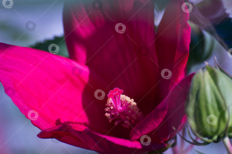 Скачать Бутон красного цветка, макросъемка тычинки цветка. фотосток Ozero