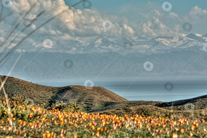 Скачать Тюльпаны в горах на Иссю-Куле, Кыргызстан, горный тюльпан, фоновый рисунок фотосток Ozero