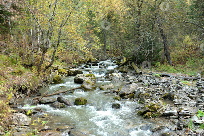 Скачать Бурный поток стремительной реки, текущей с гор через поредевший осенний лес, огибающий камни, покрытые мхом в своем русле. фотосток Ozero