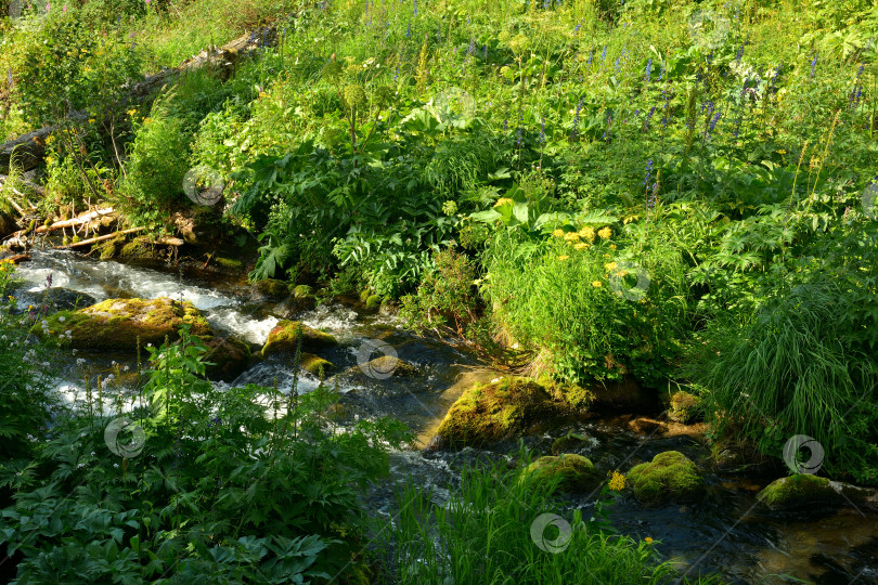 Скачать Солнечным летним вечером небольшая стремительная речка течет с гор по поляне, заросшей высокой травой. фотосток Ozero