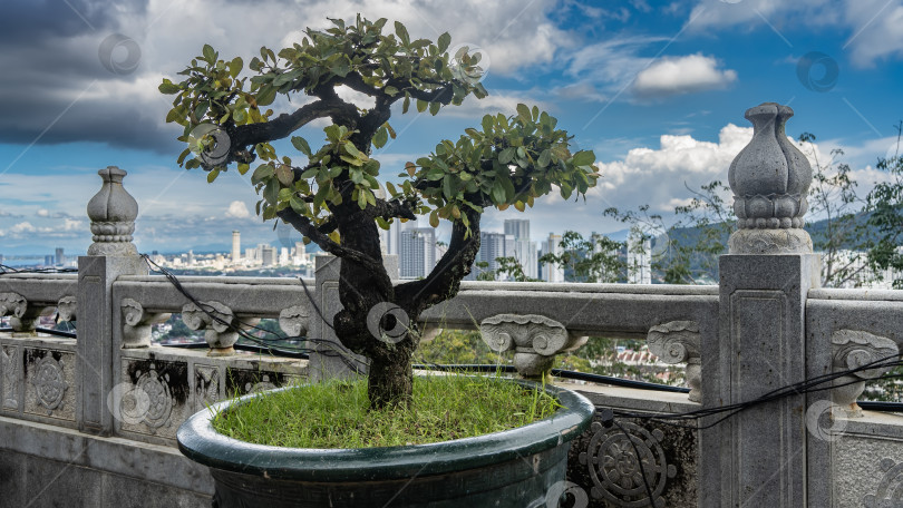 Скачать Карликовое дерево бонсай растет в горшке у каменного забора фотосток Ozero