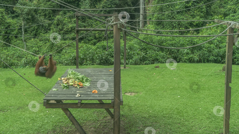 Скачать Кормление в реабилитационном центре орангутангов Сепилок. фотосток Ozero