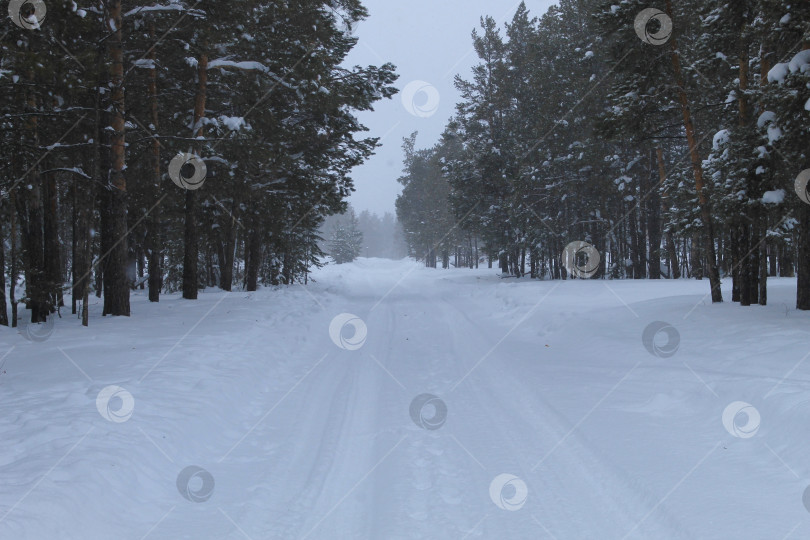 Скачать Лес покрытый туманом фотосток Ozero