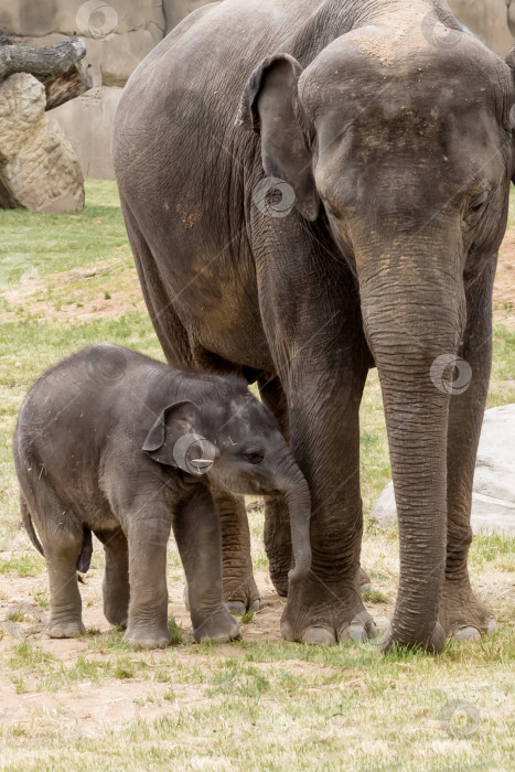 Скачать Семья малообеспеченных слонов живет в национальном парке фотосток Ozero