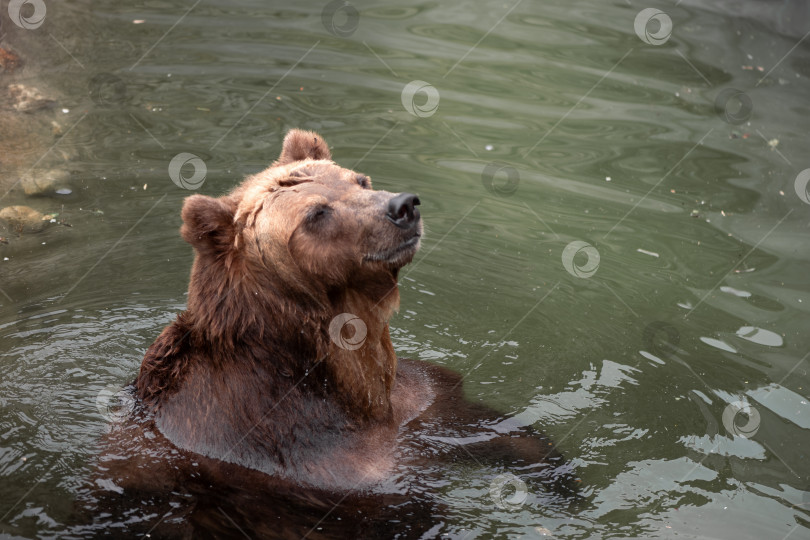 Скачать Бурый медведь плавает в реке фотосток Ozero