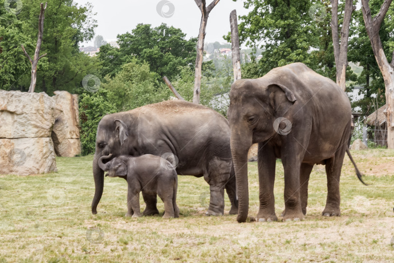 Скачать Семья малообеспеченных слонов живет в национальном парке фотосток Ozero