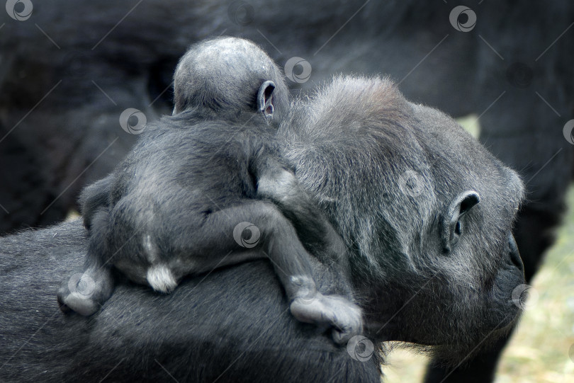 Скачать Семья гориллы. Детеныш обезьяны на спине у матери. Концепция материнства фотосток Ozero