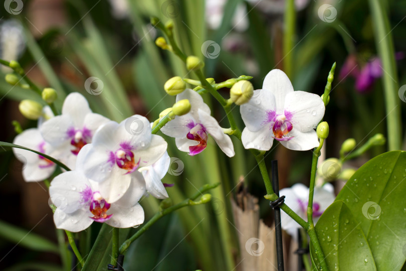Скачать Белые орхидеи фаленопсис в полном цвету в теплице фотосток Ozero