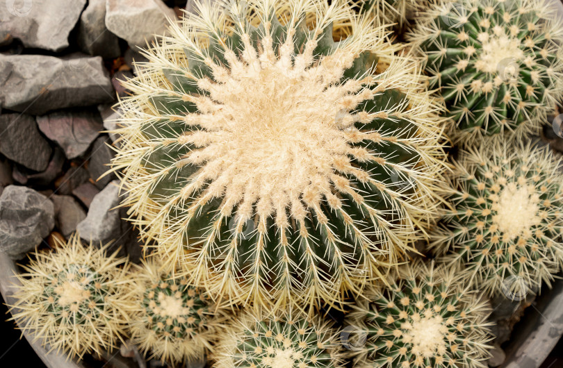 Скачать Вид сверху на круглые кактусы в горшке фотосток Ozero