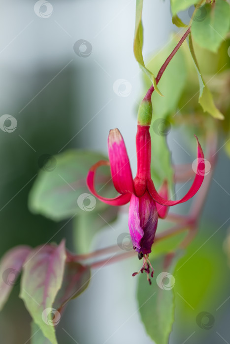 Скачать Крупный план цветка фуксии в цвету фотосток Ozero