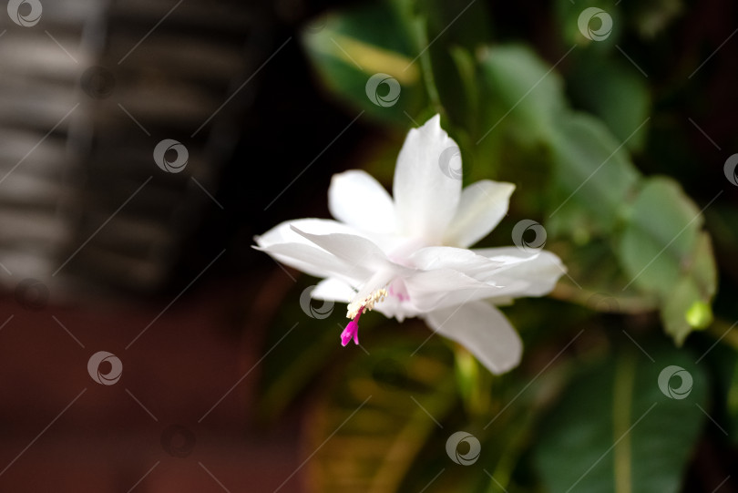 Скачать Цветущий кактус Шлюмбергера крупным планом белый цветок фотосток Ozero