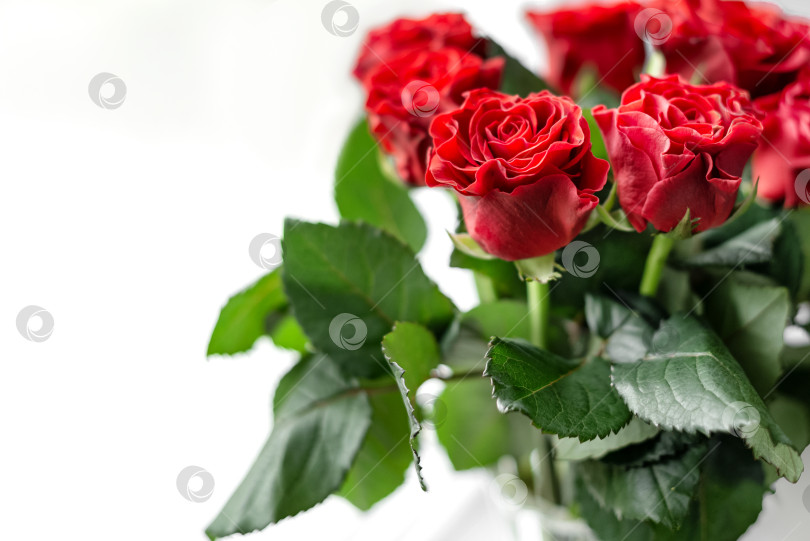 Скачать Букет свежесрезанных красных роз на белом фоне фотосток Ozero