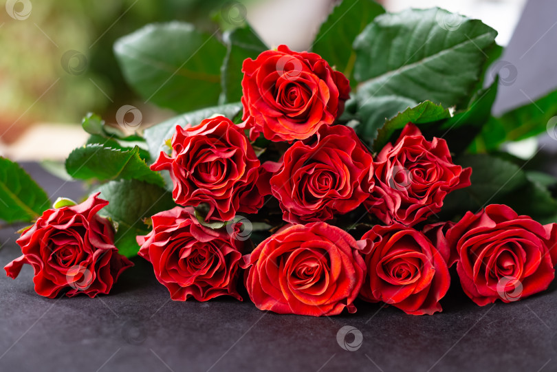Скачать букет свежесрезанных красных роз фотосток Ozero