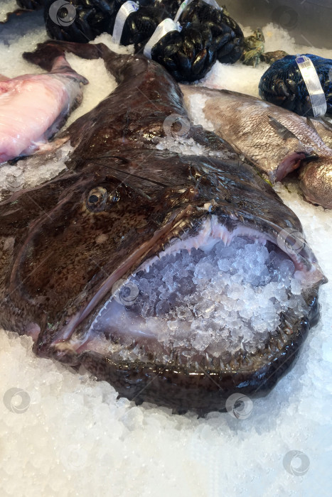 Скачать Крупная свежая рыба со льдом на прилавке рыбного рынка. Морепродукты, здоровое питание фотосток Ozero