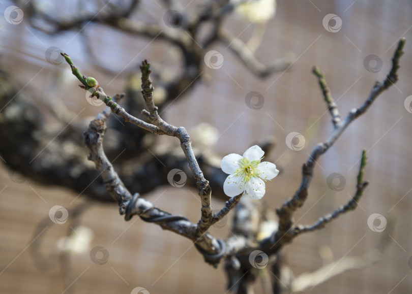 Скачать Белый цветок цветущего дерева сакура фотосток Ozero