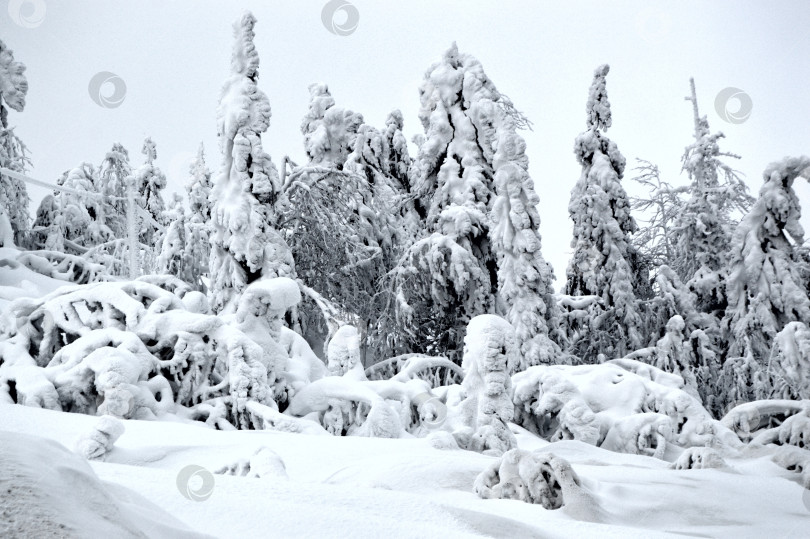 Скачать Зимний лес. фотосток Ozero