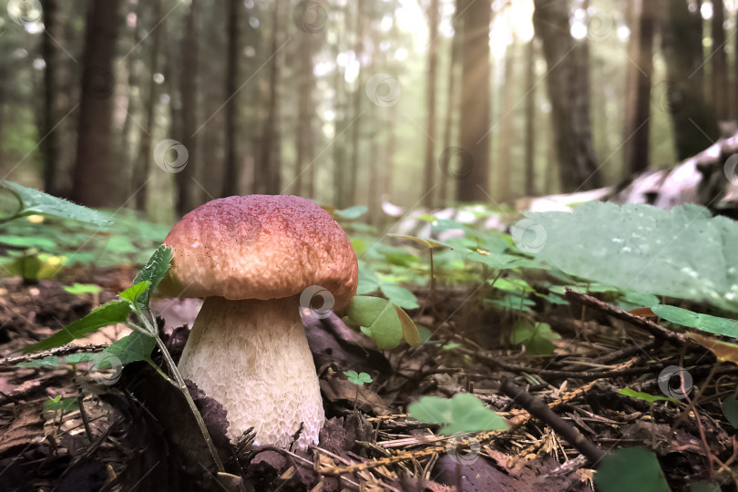 Скачать съедобный гриб боровик растет в лесу на размытом фоне сосен при мягком освещении солнечными лучами фотосток Ozero